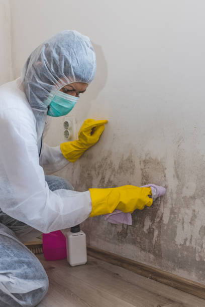 Best Air Quality Testing for Mold Spores  in Adelphi, MD