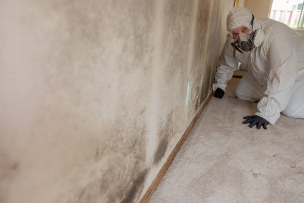 Mold Documentation for Insurance Claims in Adelphi, MD